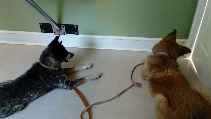 Chenoweth Lane Pet Clinic Picture 3