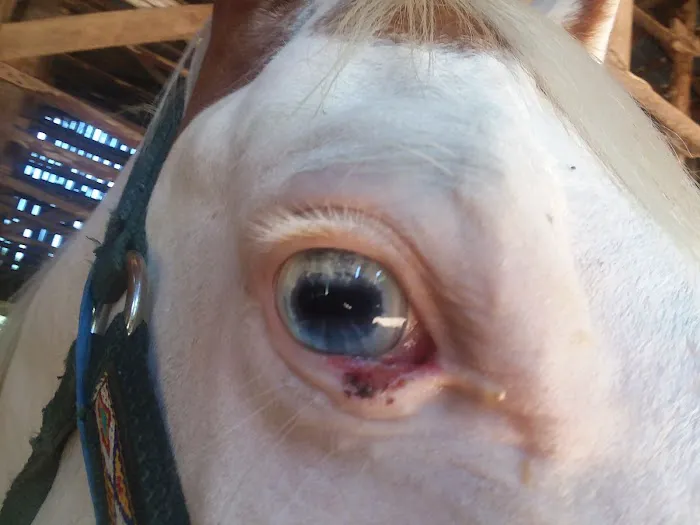 Gas Light Equine Veterinary Picture 1