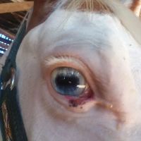 Gas Light Equine Veterinary ico