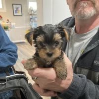 Derby City’s Crossroads Animal Hospital ico