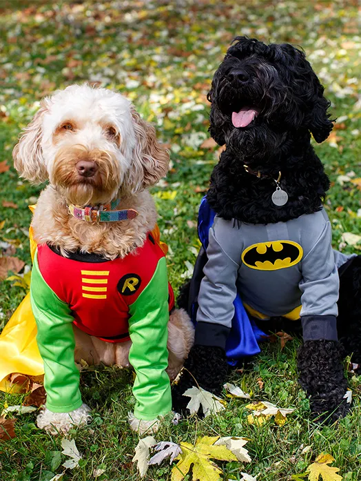 Derby City’s Crossroads Animal Hospital Picture 6