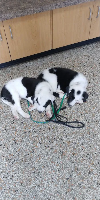 Fenwick Animal Clinic Picture 9
