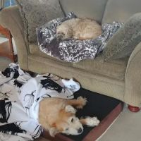 Allison Lane Animal Hospital ico