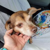 Iroquois Animal Clinic ico
