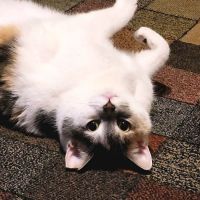Audubon Animal Medical Center ico