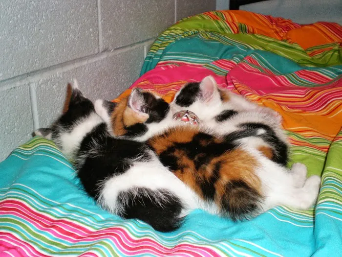 Audubon Animal Medical Center Picture 5
