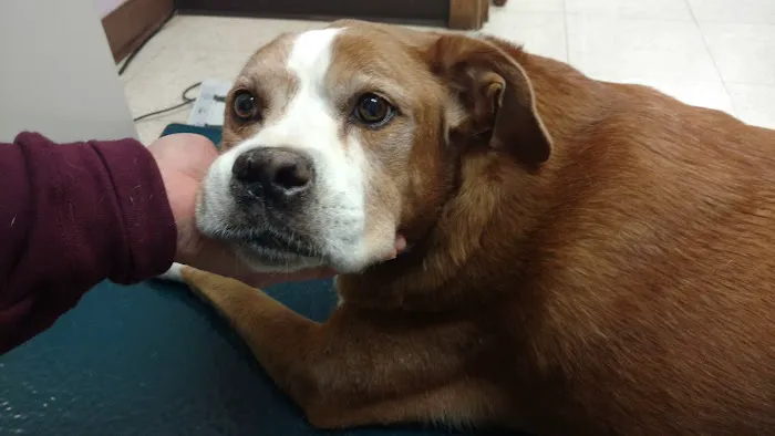 Audubon Animal Medical Center Picture 7