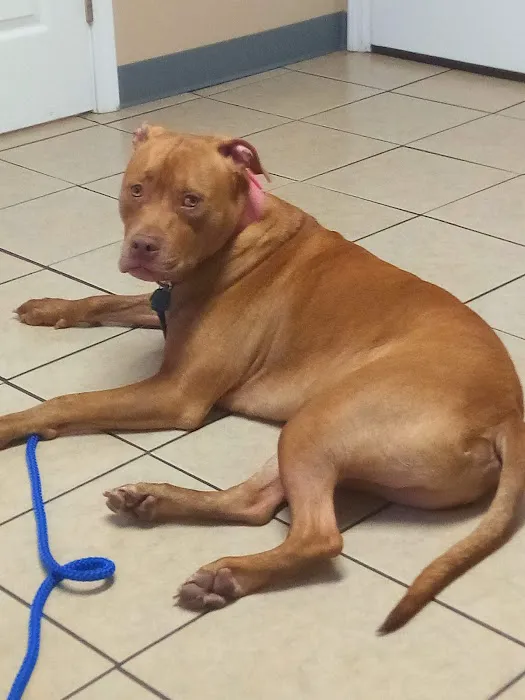 All About Pets Animal Hospital Picture 6