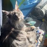 All About Pets Animal Hospital