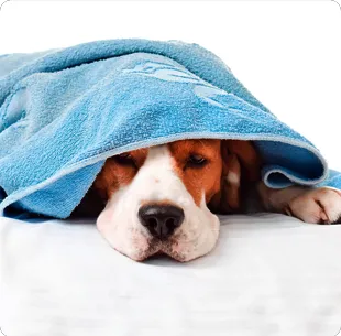 All About Pets Animal Hospital Picture 4