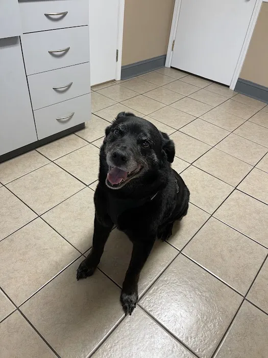 All About Pets Animal Hospital Picture 7