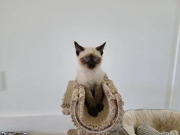All About Pets Animal Hospital Picture 10