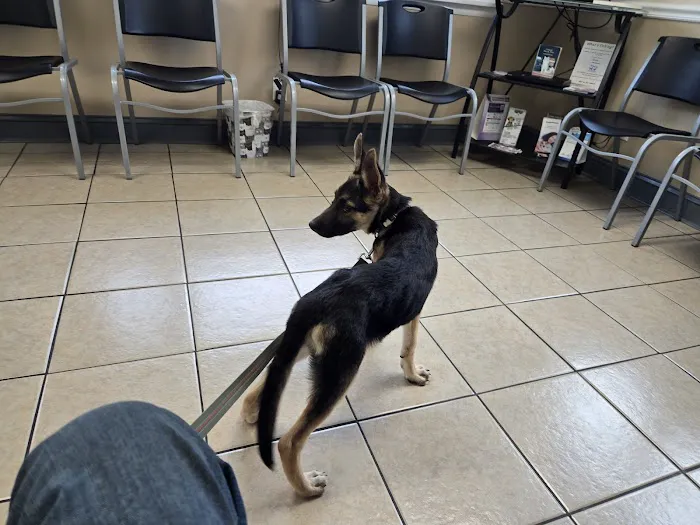 All About Pets Animal Hospital Picture 8