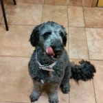 Delphos Animal Hospital