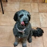 Delphos Animal Hospital ico
