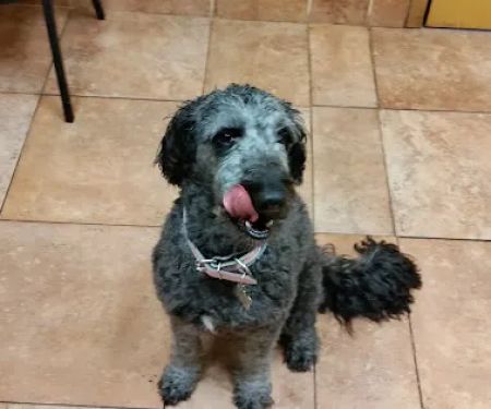 Delphos Animal Hospital