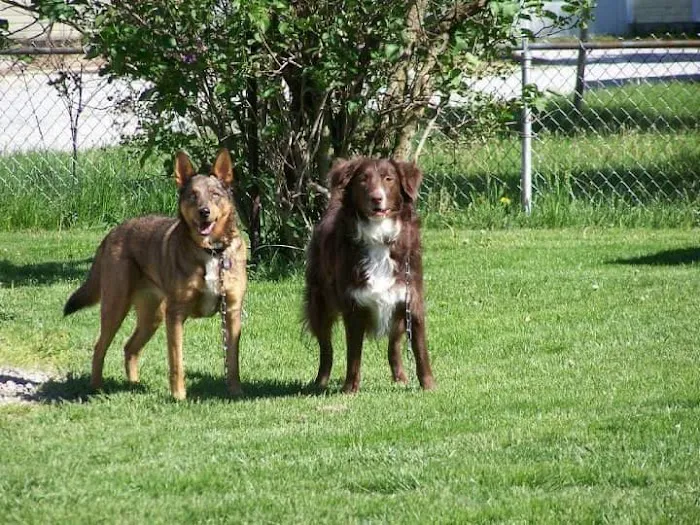 Auglaize Animal Hospital Picture 4