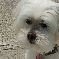 Amanda Animal Hospital ico