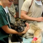 Wapakoneta Animal Hospital