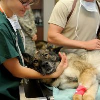 Wapakoneta Animal Hospital ico