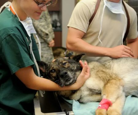 Wapakoneta Animal Hospital