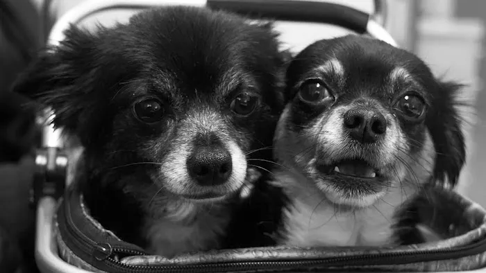 Wapakoneta Animal Hospital Picture 4