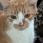 Heartland Animal Clinic LLC