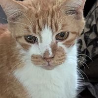 Heartland Animal Clinic LLC ico