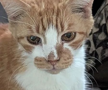 Heartland Animal Clinic LLC