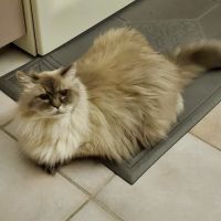 High Point Animal Hospital ico