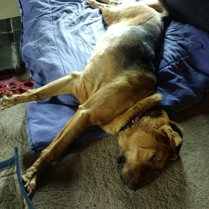 High Point Animal Hospital Picture 4