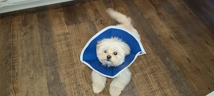 High Point Animal Hospital Picture 5