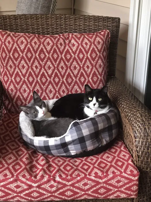 Cat Tales Picture 10