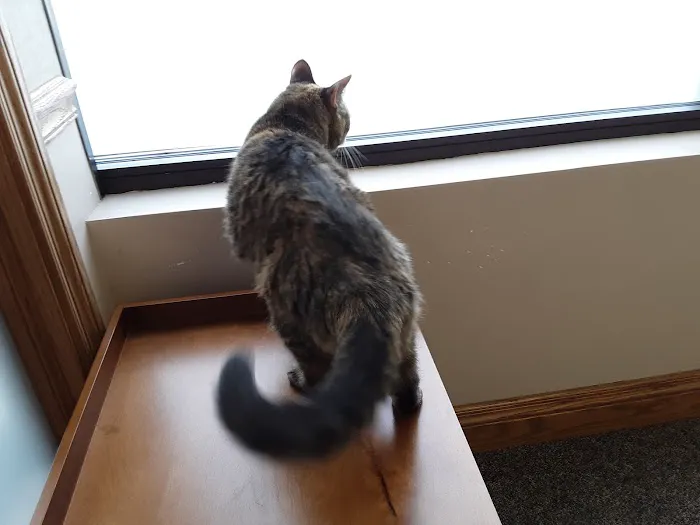Cat Tales Picture 6