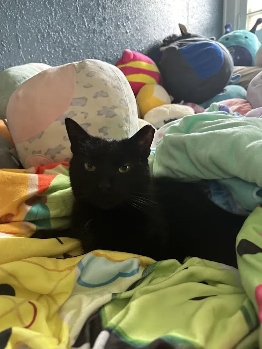 Cat Tales Picture 5
