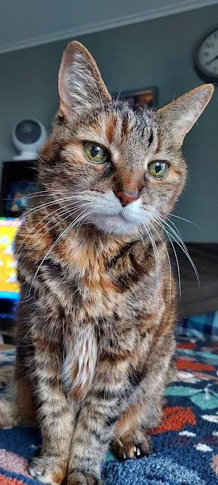 Cat Tales Picture 1