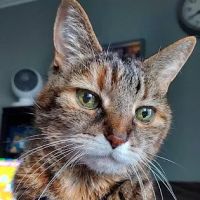 Cat Tales ico