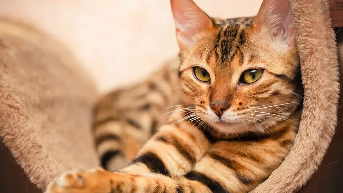 Cat Tales Picture 2