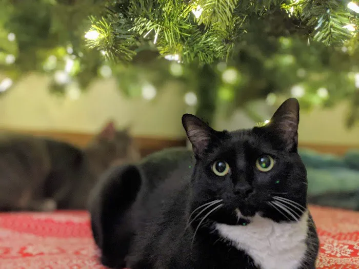 Cat Tales Picture 4