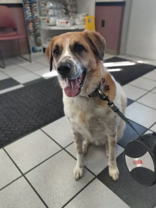Spring Meadows Animal Hospital Picture 1