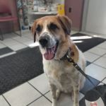 Spring Meadows Animal Hospital