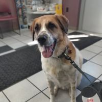 Spring Meadows Animal Hospital ico