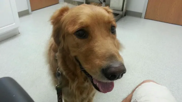 Spring Meadows Animal Hospital Picture 6