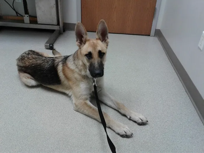 Spring Meadows Animal Hospital Picture 9