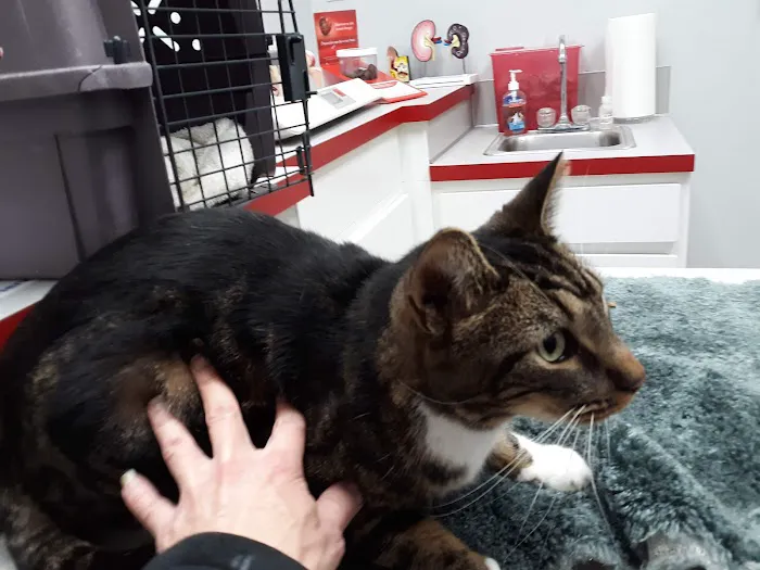 Spring Meadows Animal Hospital Picture 10