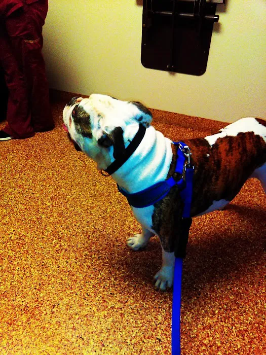 Paws & Claws Animal Hospital Picture 1