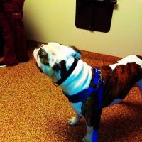 Paws & Claws Animal Hospital ico