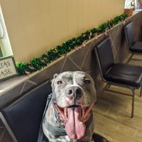 Countryside Animal Hospital: Pifer Paul DVM ico
