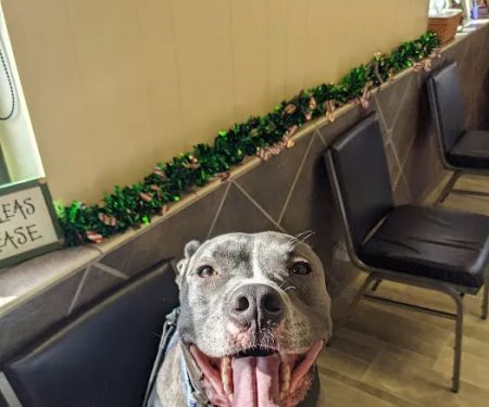 Countryside Animal Hospital: Pifer Paul DVM