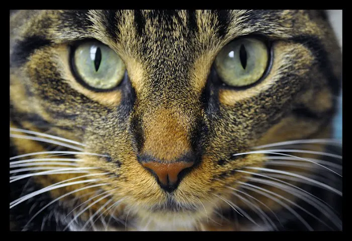 Countryside Animal Hospital Picture 6